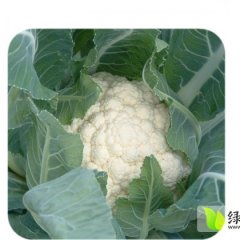 保定南市菜花上货量大,水源刘晶诚信合作