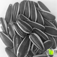 四子王旗葵花价格行情平稳,吉生李永继诚信合作