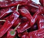 山西忻府北京红辣椒上货量大
