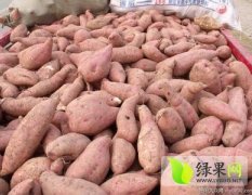 原阳红薯火热上市包厂范长明诚信合作