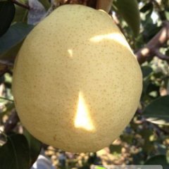 陕西礼泉纸袋酥梨