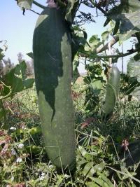 汕尾陆丰市黑皮冬瓜接力上市 条形好