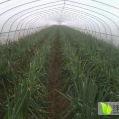 曲阜大葱价格行情平稳,时庄孔凡胜诚信合作