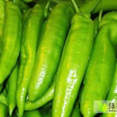 莘县俎店徐月霞12月羊角椒辣椒