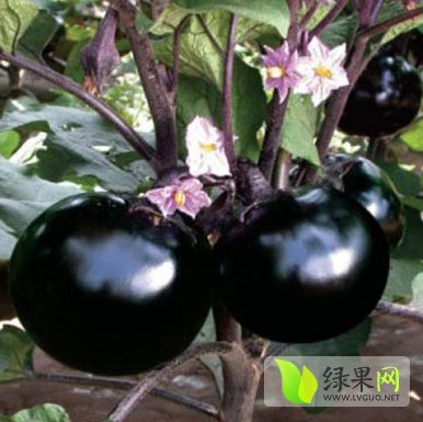 2014年山东莘县黑茄王价格