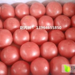 山东诸城樱桃西红柿欢迎合作