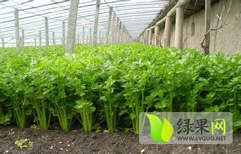 山东定陶美国西芹芹菜上货量大