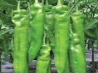 夏邑辣椒火爆招商中,河南刘项诚信合作