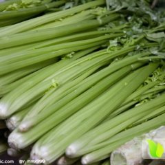 新野芹菜价格行情平稳,城郊姚书功诚信合作