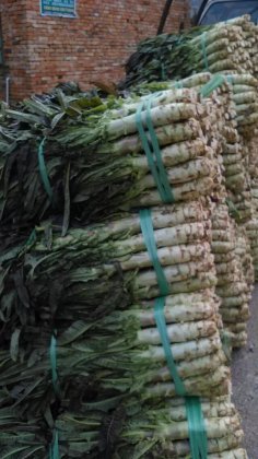 富川莴苣逐渐升温,福利翟鹏诚信合作