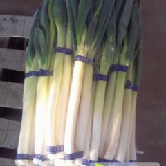 山东安丘铁杆大葱逐渐升温