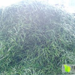 广东霞山线椒辣椒名扬天下