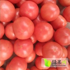 山东莒南祥瑞西红柿著名品种