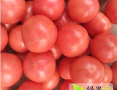 山东莒南祥瑞西红柿著名品种