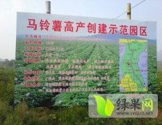 围场四区郭华12月荷兰14红皮土豆