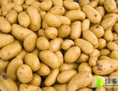 河北围场荷兰十五土豆长势旺盛