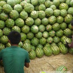 甘肃会宁硒砂瓜西瓜7月上市