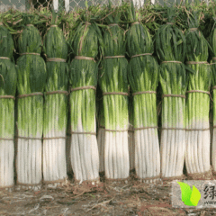 章丘大葱欢迎合作,枣园刘峰诚信合作