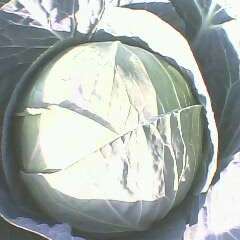 2014漳浦甘蓝再不来就没机会了！