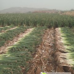 莱城大葱品质优良,牛泉李春涛诚信合作