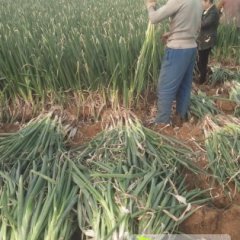 山东莱城长白大葱随行就市