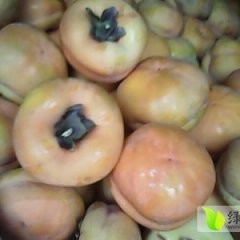 2014唐山柿子值得出手