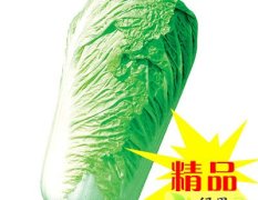 平阴北京新三号白菜，价格最低，质量最好