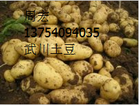 武川土豆是名优特产,大豆周宏诚信合作
