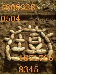 2014年甘肃安定陇薯红皮黄皮价格