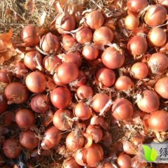 民勤洋葱品种优良 个头巨大