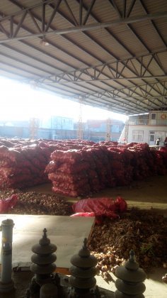 红、黄洋葱。质量一流