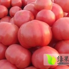 2014费县西红柿抓住商机无限