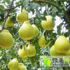 2014阳朔柚子收购工作全面开展