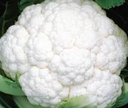 河南通许雪玉菜花火热上市