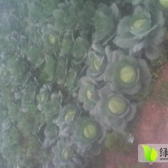 湖南平包（包包菜）大量上市