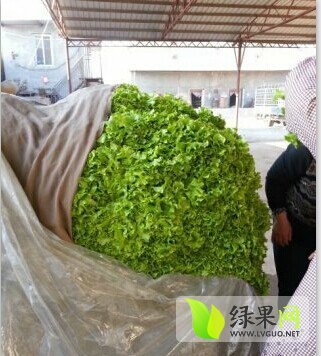 2014年河北永年绿叶生菜价格