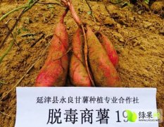 延津胙城商薯19大量供应，价格实惠