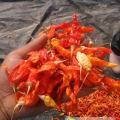 广东南雄优质野山椒