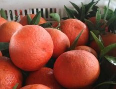 2014东坡柑橘抓住商机无限
