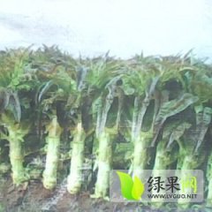 富川莴苣香甜可口,福利翟庆春诚信合作