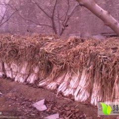 莱城大葱何去何从,牛泉李振诚信合作