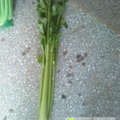 曹县青岗李迪法国皇后芹菜