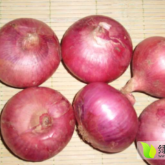 2014召陵洋葱俏销大江南北