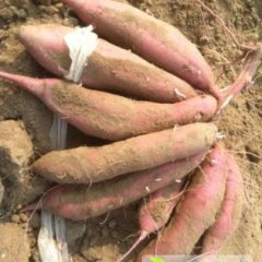 河北桥东秦薯四号红薯营养丰富