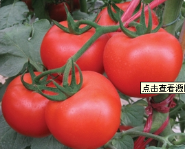 费县西红柿何去何从,薛庄老鲁诚信合作