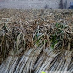 山东山东长白大葱是名优特产