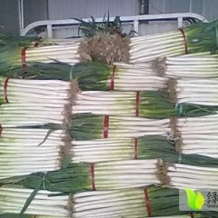 2014胶州大葱抓住商机无限