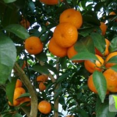 优质砂糖桔 年货订购 桂林永福县 鑫诚果业