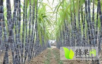 2014年广西横县黑皮果蔗价格