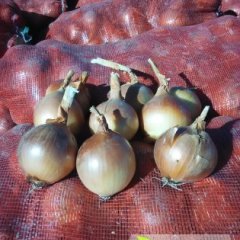 永昌洋葱著名品牌,东寨佐长青诚信合作